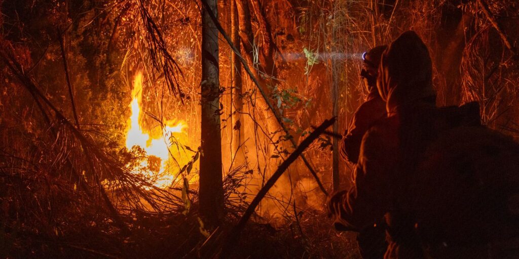 Estudo aponta que mundo bateu recorde em perdas de florestas em 2024
