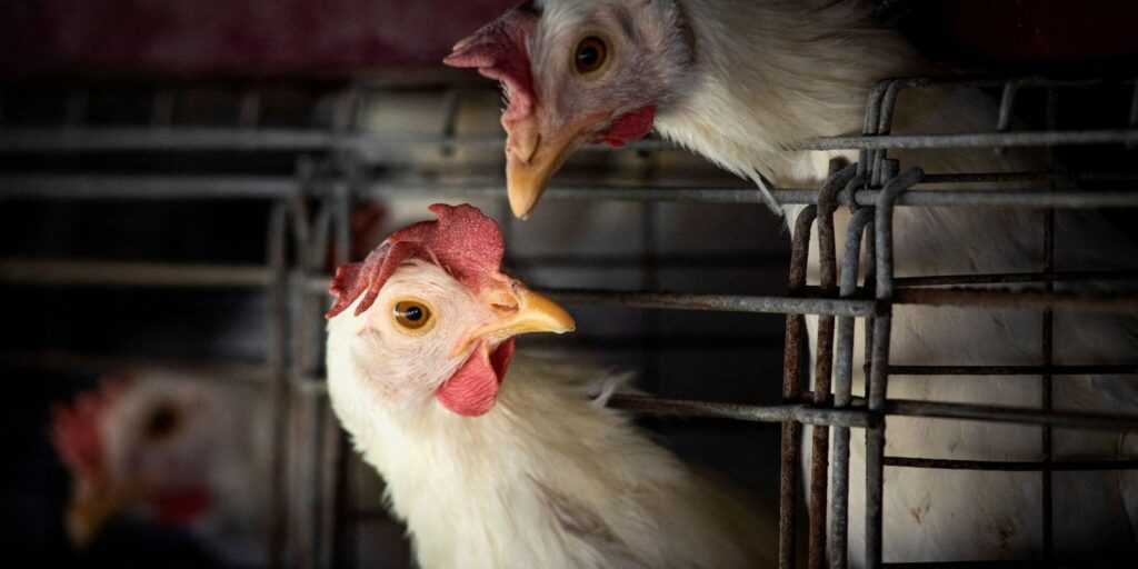 Gripe aviária: Brasil investiga seis casos suspeitos