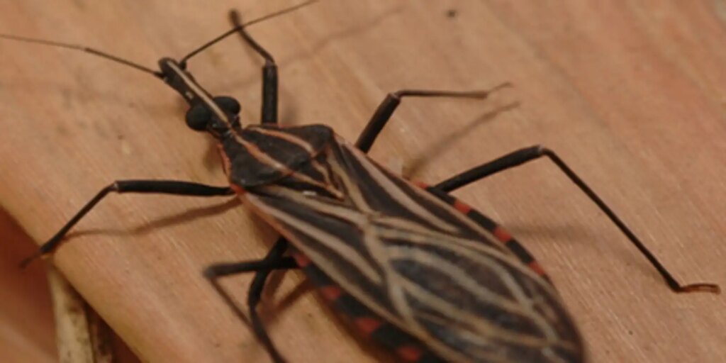 Abaetetuba (PA) já confirmou 276 casos de Doença de Chagas em 2025