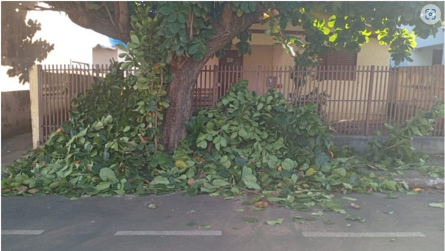 Prefeitura de Cassilândia autua concessionária por descarte irregular de restos de poda de árvore