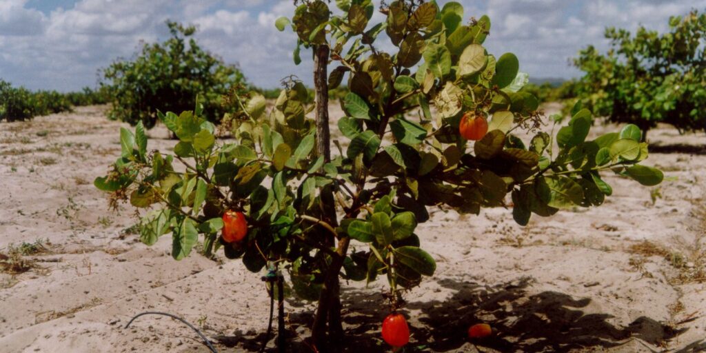 UFC pesquisa do líquido da castanha de caju na siderurgia